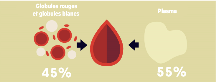 Composition du sang et caillots sanguins