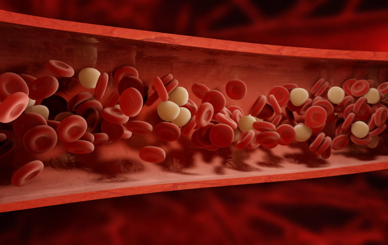 Illustration eines Blutgefäßes im Längsschnitt mit roten und weißen Blutkörperchen. 