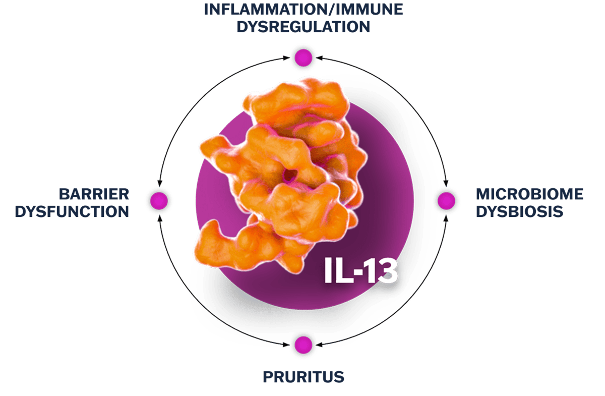 IL-13 cytokine