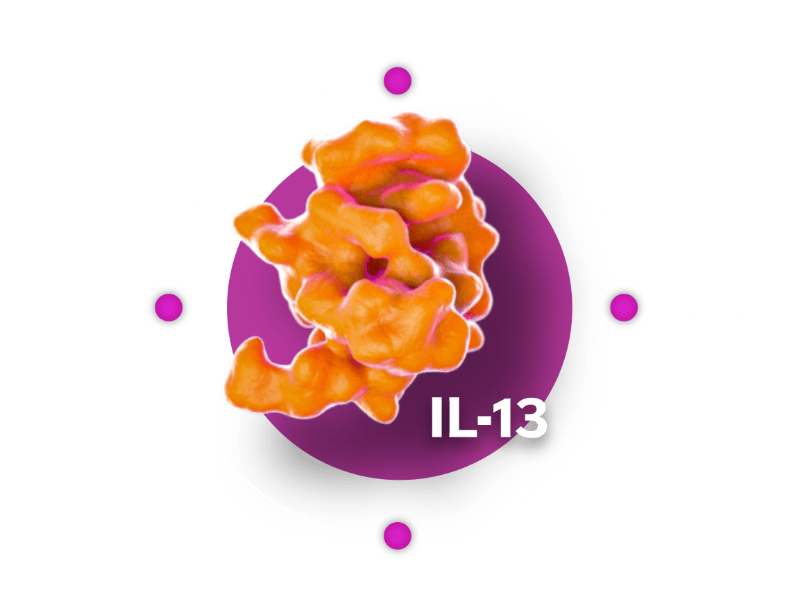 IL-13 cytokine