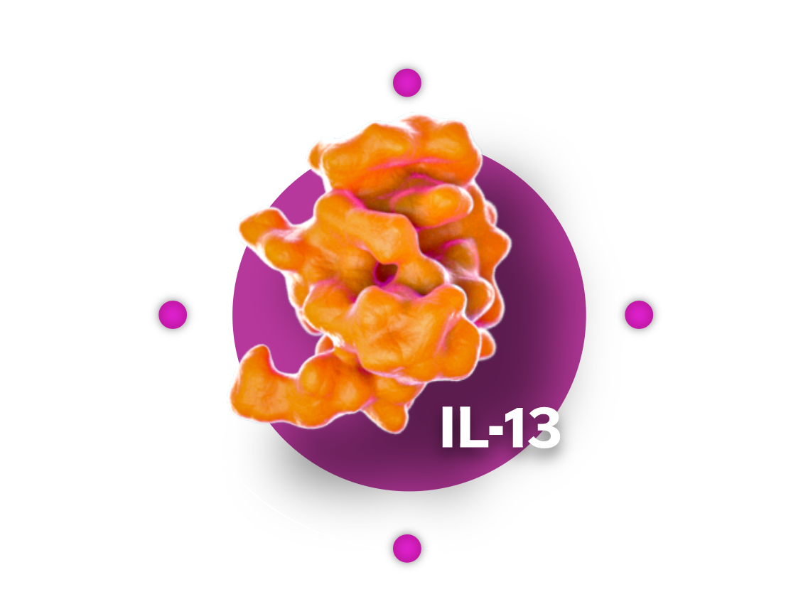 IL-13 cytokine